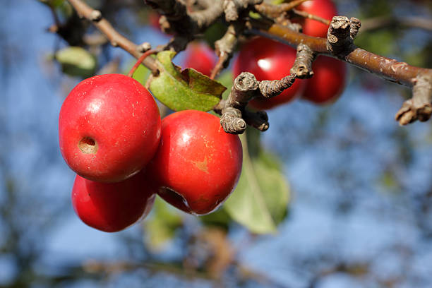 Beautiful colour on these cherry-sized fruits. After this year's (2009) wet summer, it is unlkely that this year's crop will last through to spring.