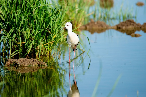A black-winged stilt (Himantopus himantopus) standing in a shallow pond