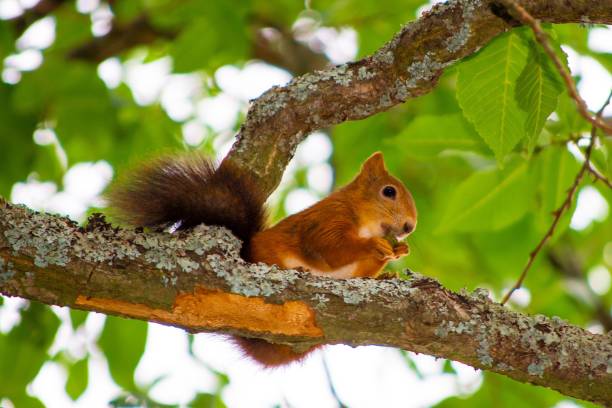 istock Adorable, Eurasian red squirrel (Sciurus vulgaris) perched atop a slender tree branch 1824249743