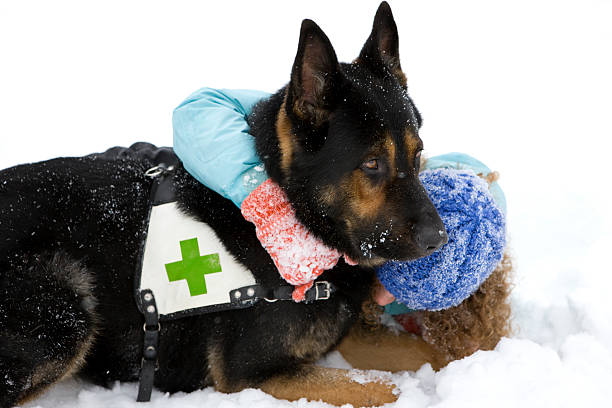 cão de busca e resgate no inverno - dog first aid first aid kit winter - fotografias e filmes do acervo