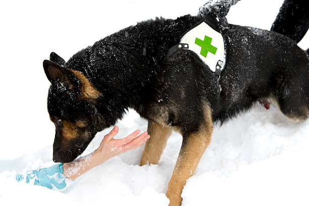 cão de busca e resgate no inverno - dog first aid first aid kit winter - fotografias e filmes do acervo