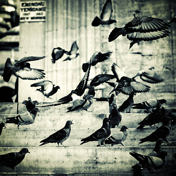 istock pigeons in istanbul 182425414
