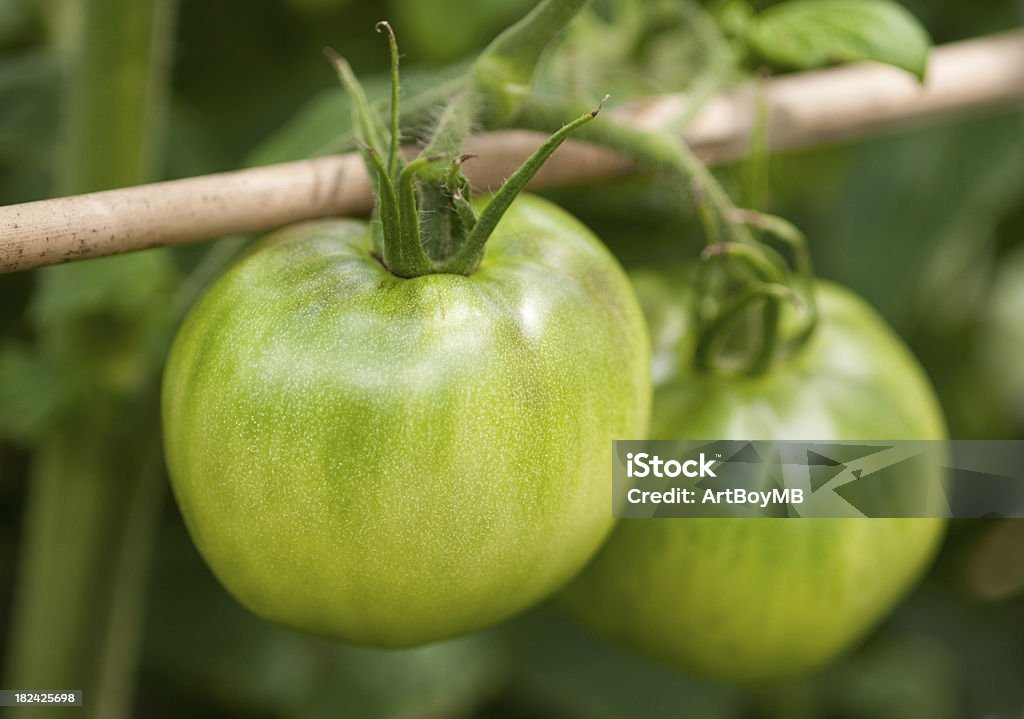 Grüne Tomate - Lizenzfrei Antiquität Stock-Foto