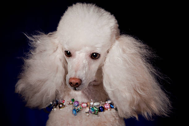 Poodle Modeling Jeweled Necklace stock photo