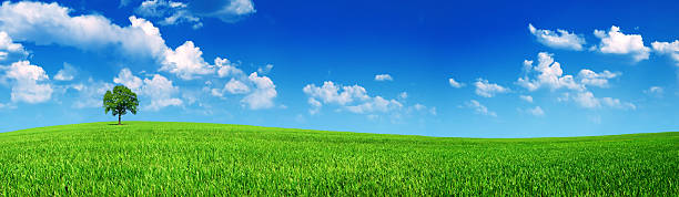 panoramic meadow panoramic shot of beauty meadow with blue sky wide field stock pictures, royalty-free photos & images
