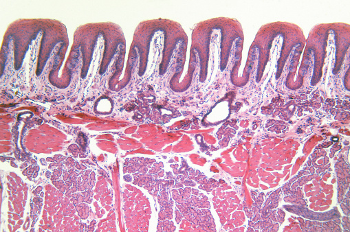 brown fat cell also called brown adipose tissue side to side with white fat cell 3d rendering