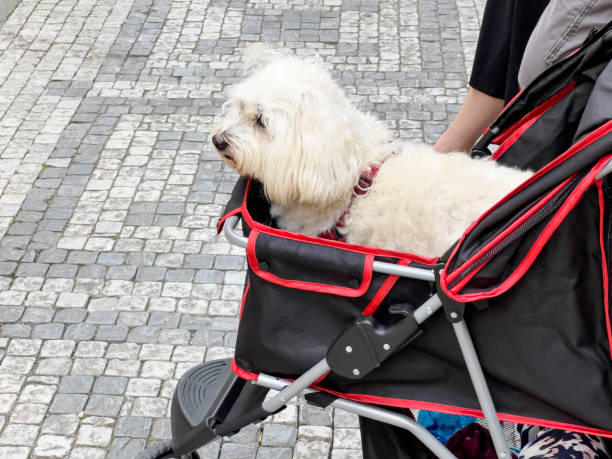 istock white lapdog in a dog stroller, eco-friendly transport for walking  with pets 1824260457