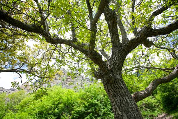 istock The crown of a large massive tree and foliage on it 1824262625