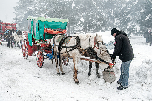 Turkey, Bolu - January 11, 2009: A coachman feeding the horse in Abant
