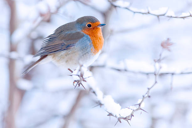 istock Robin in a Snow Covered Thorn Bush 182426324