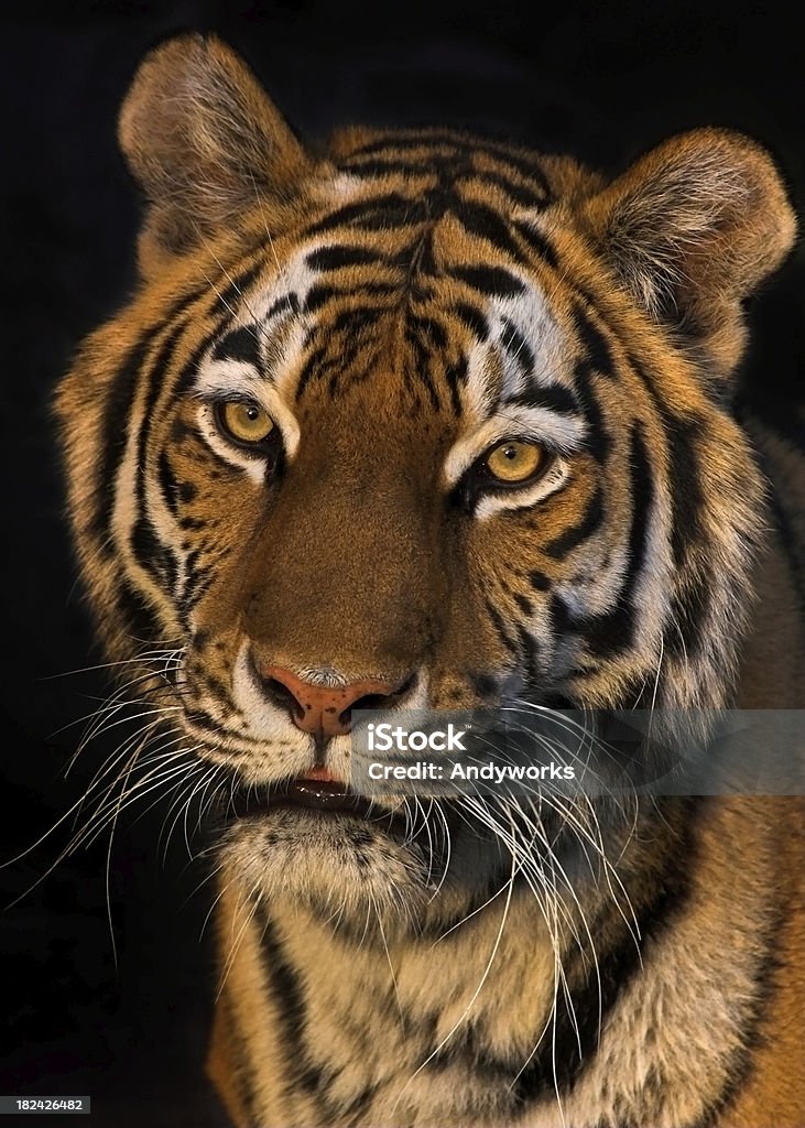 Tiger In den Abend - Lizenzfrei Bedrohte Tierart Stock-Foto