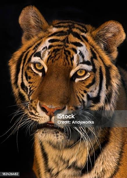 Tiger In Den Abend Stockfoto und mehr Bilder von Bedrohte Tierart - Bedrohte Tierart, China, Einzelnes Tier