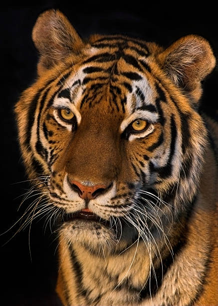 istock Tiger In The Evening Sun 182426482