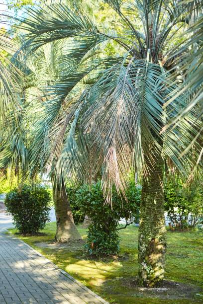 istock Trees in a forest, sanctified  by the sun in the back 1824266927