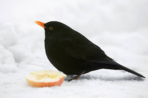 istock Blackbird in the snow 182426715