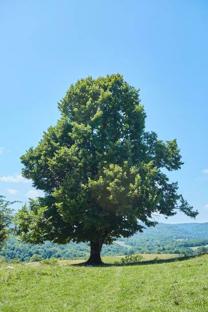 istock Trees in a forest, sanctified  by the sun in the back 1824267958