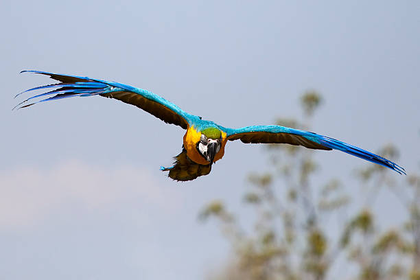 istock Colorful Macaw parrot flying towards the camera 182426840