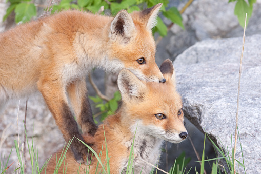 Wild red fox pups