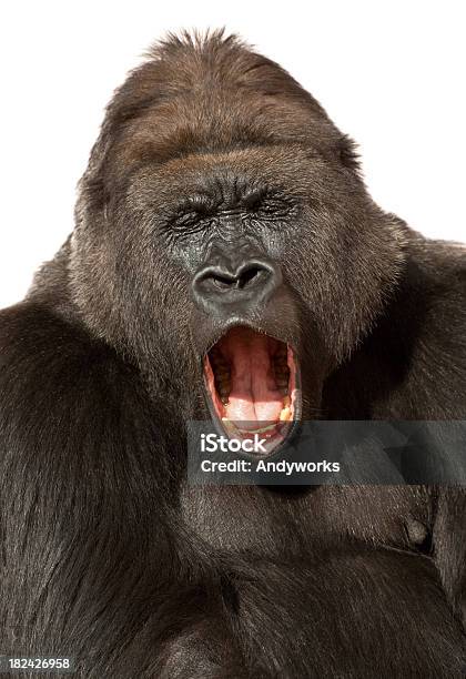 Gähnen Gorilla Isoliert Auf Weiss Stockfoto und mehr Bilder von Gorilla - Gorilla, Weißer Hintergrund, Humor