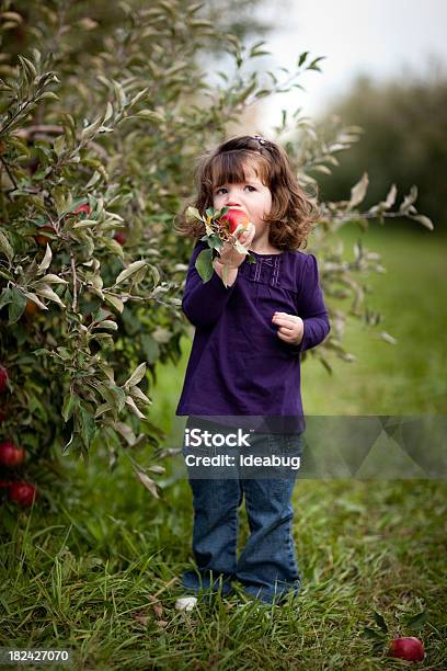2 歳の女の子にはアップルオーチャードでのお食事 - 全身のストックフォトや画像を多数ご用意 - 全身, 子供, 果物