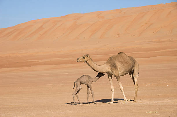 istock newborn camel drinking at his mom in the desert 182427094