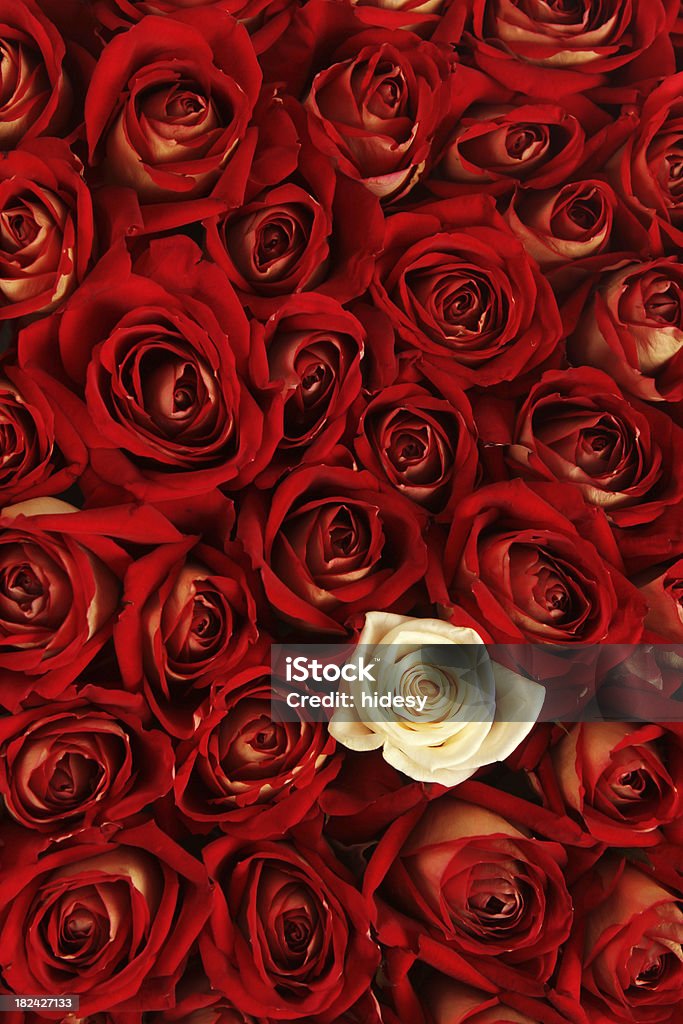 Special Love One white rose among lots of red Backgrounds Stock Photo