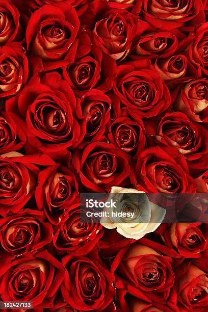 Special Love Stock Photo - Download Image Now - Backgrounds, Concepts, Contrasts