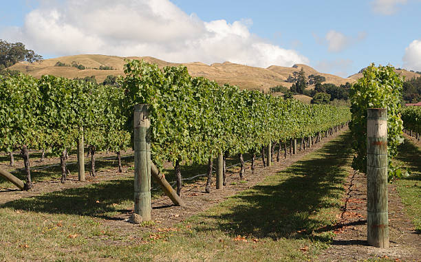 Grape vines, Hawkes Bay, New Zealand stock photo
