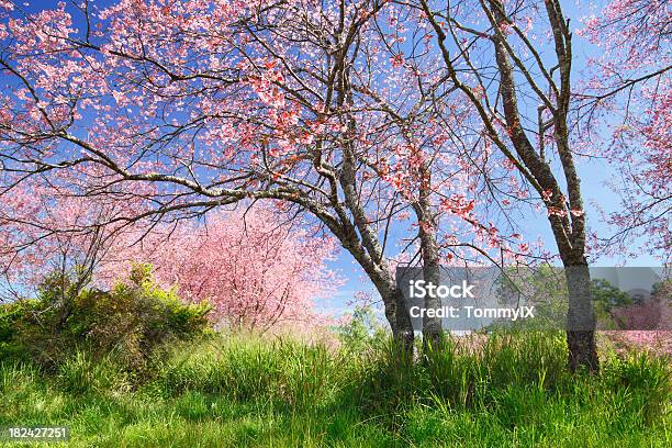 開花 - カラフルのストックフォトや画像を多数ご用意 - カラフル, サクラの木, ピンク色