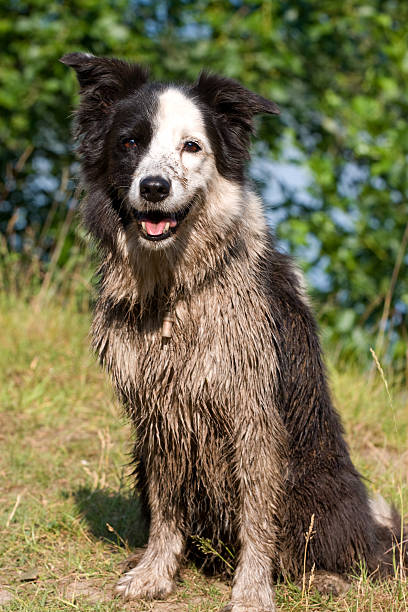 Realy dirty but happy Border Collie after having a bath in the sand.