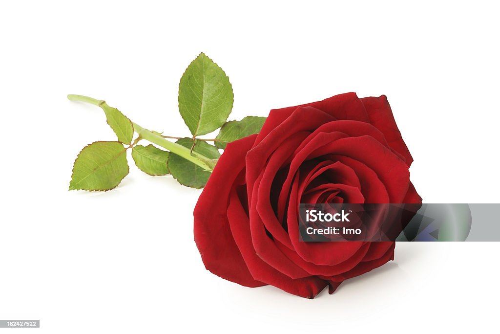 Rosa aislado rojo - Foto de stock de Rosa - Flor libre de derechos