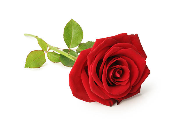 Red rose isolated stock photo