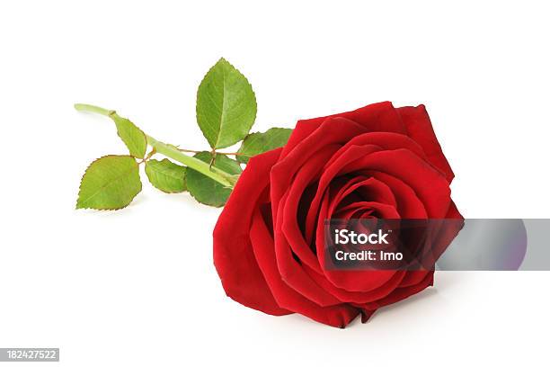 Czerwona Róża Puste - zdjęcia stockowe i więcej obrazów Róża - Róża, Białe tło, Leżeć
