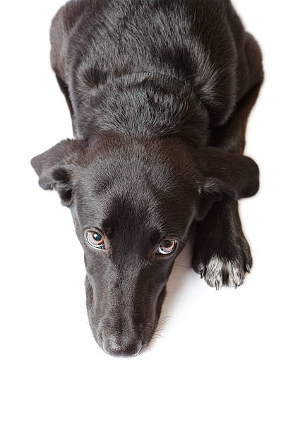 Black puppy seen from above stock photo