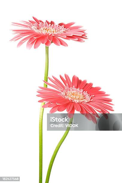 흰색 배경의 빨강색 Fowers 0명에 대한 스톡 사진 및 기타 이미지 - 0명, 거베라데이지, 꽃-식물
