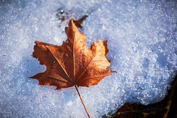 Old Maple leaf on melting spring snow in the forest. Last year's Maple leaf on melting spring snow on a sunny march day in the forest