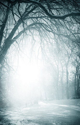 Foggy Trees In Winter - Toned Image