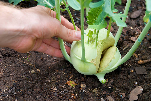 kohlrabi ernten - kohlrabi farmer dirt scientific experiment stock-fotos und bilder