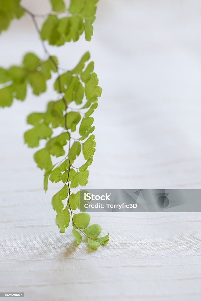 Felce Maidenhair (Adiantum capillus-veneris - Foto stock royalty-free di Bianco