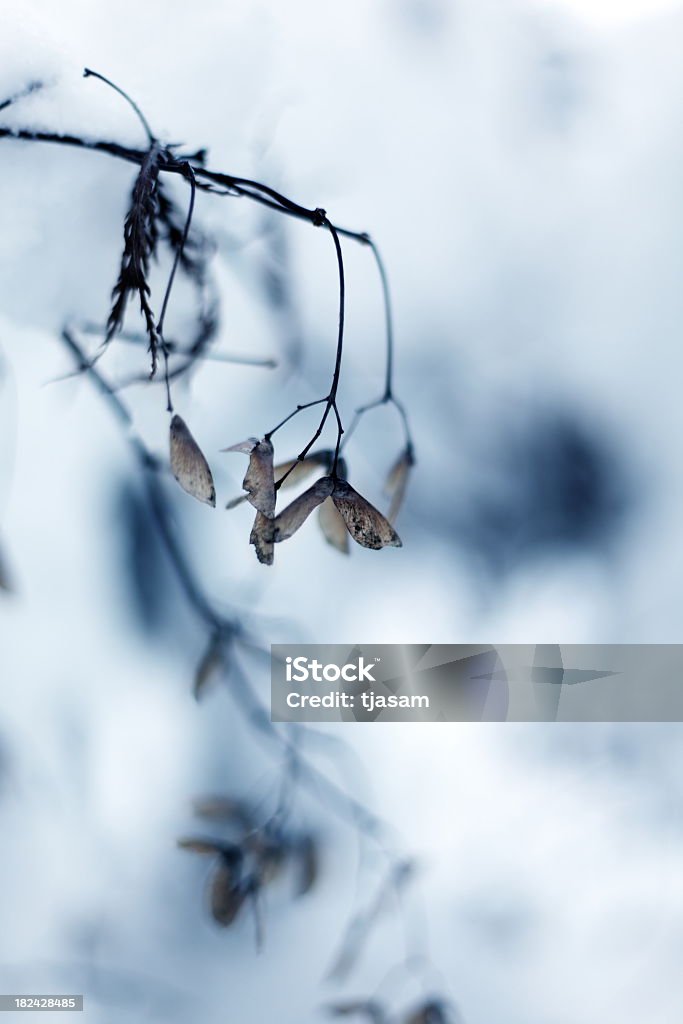 Arce en invierno - Foto de stock de Abstracto libre de derechos