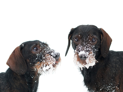 two dachshund covered with snow