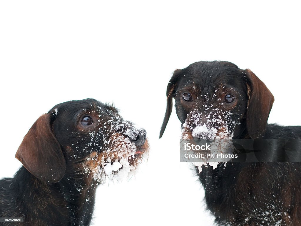 Dois Dachshund na Neve - Royalty-free Cão Foto de stock