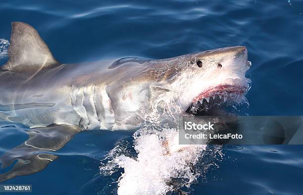 Shark Attack Stock Photo - Download Image Now - Great White Shark, Shark, Australia