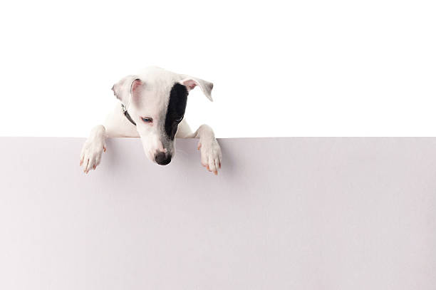 Jack russell with a sign