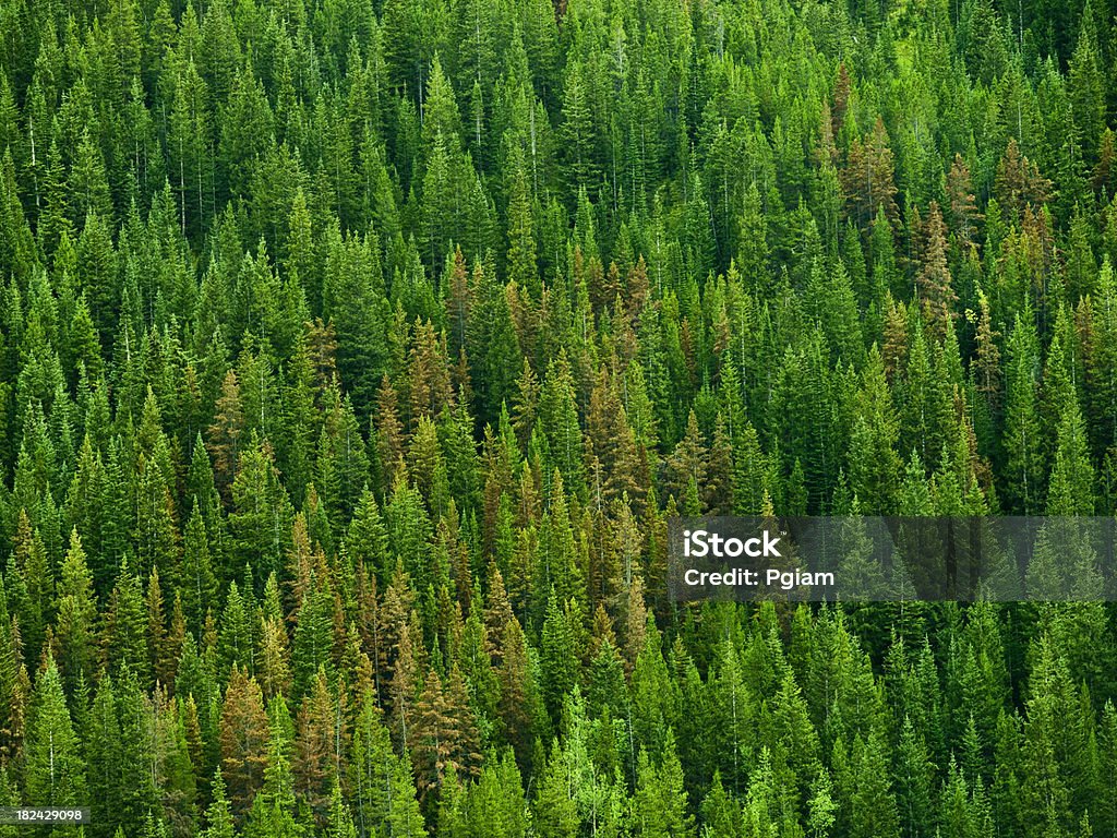 Fundo de floresta - Foto de stock de Alberta royalty-free