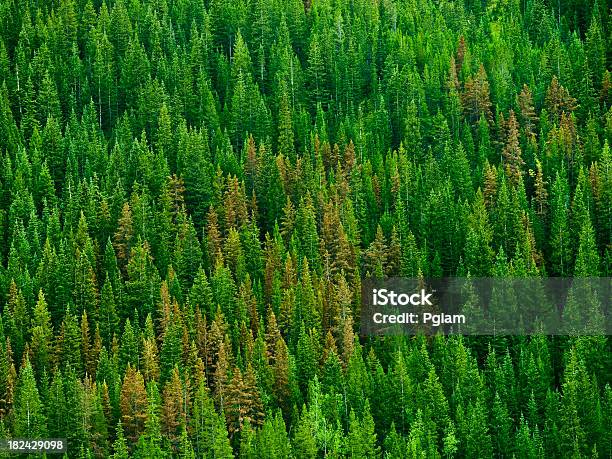 Foto de Fundo De Floresta e mais fotos de stock de Alberta - Alberta, Indústria Madeireira, Banff