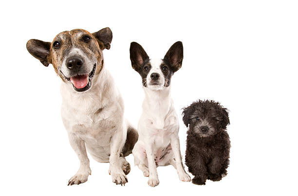 Three dogs in a row in order of size.