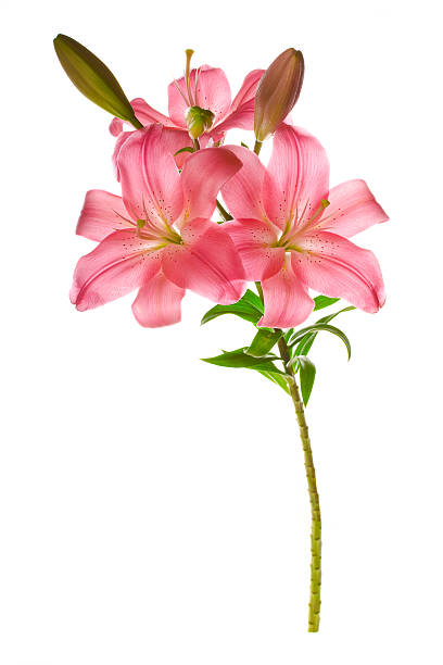 lily - lily pink stargazer lily flower fotografías e imágenes de stock