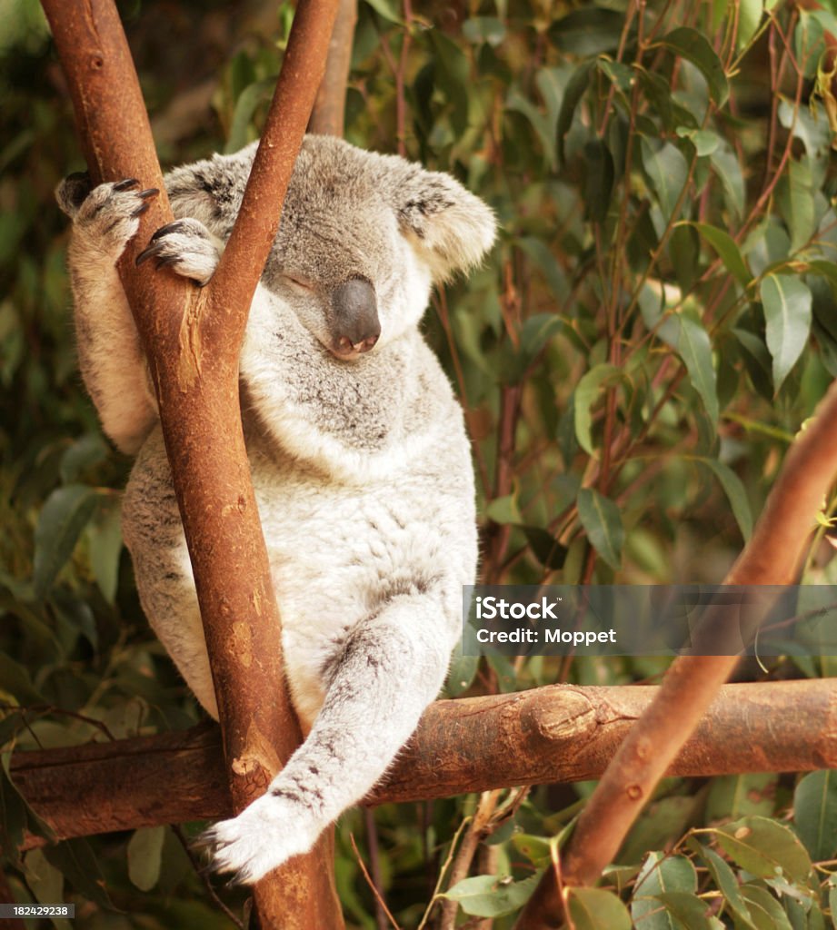 Koala addormentato - Foto stock royalty-free di Albero