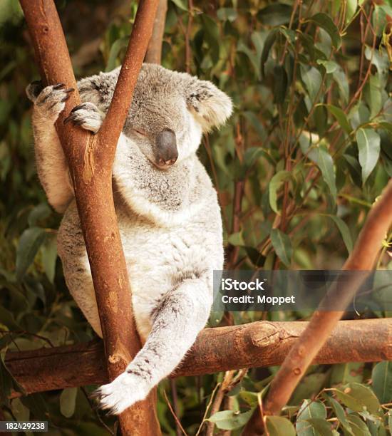 Koala Addormentato - Fotografie stock e altre immagini di Albero - Albero, Albero di eucalipto, Animale